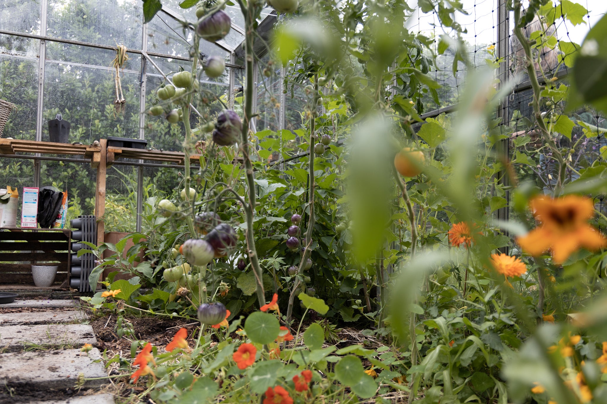 Tomaten in de kas moestuin