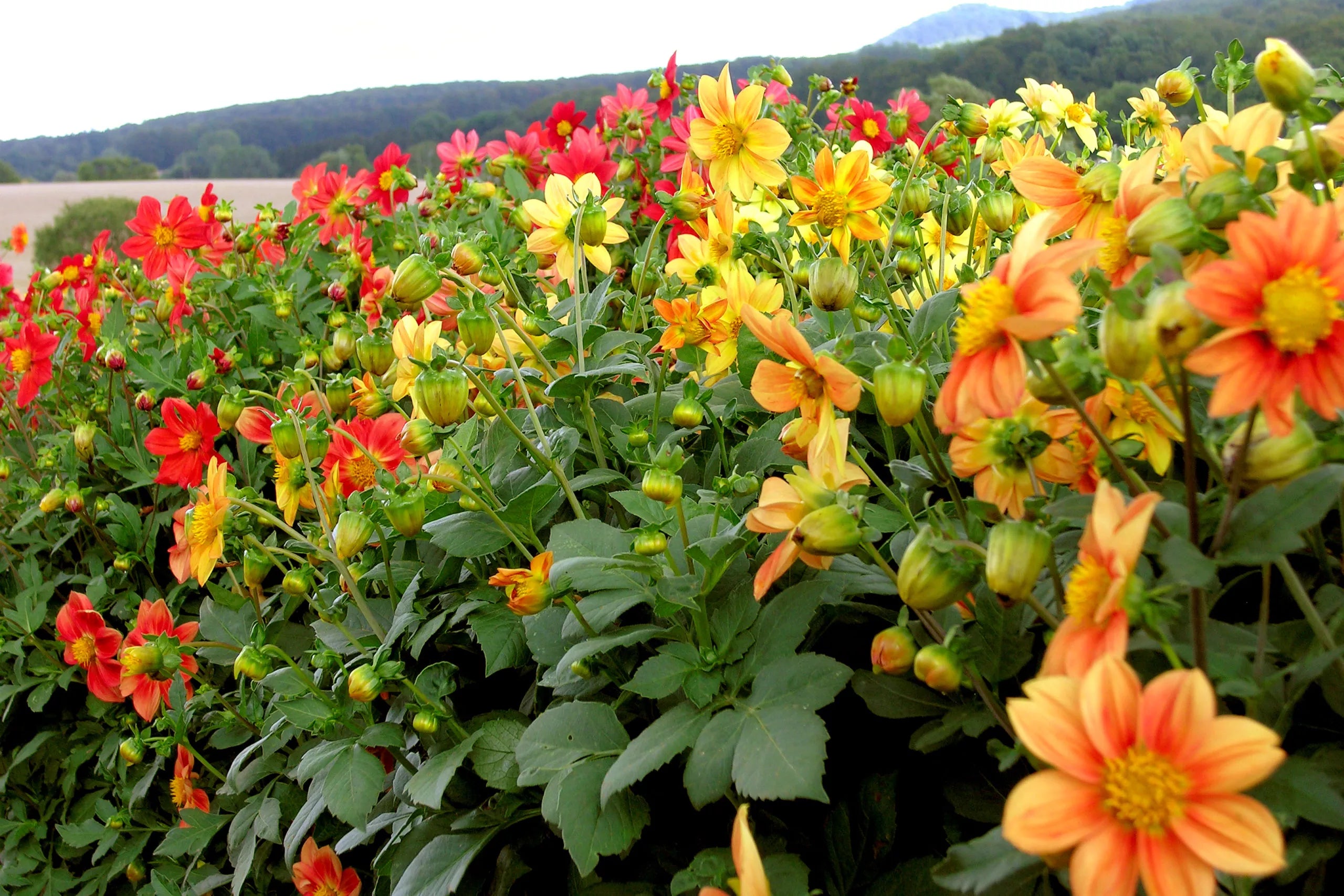 Voeg kleur en smaak toe aan je tuin met eetbare bloemen