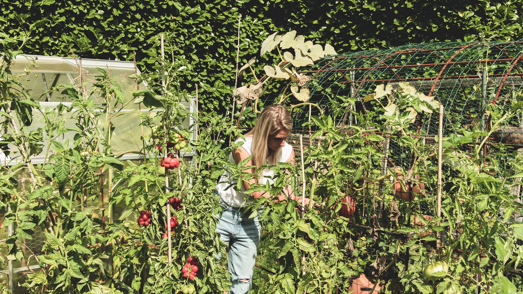 Je eigen moestuin te beginnen, de eerste stappen!