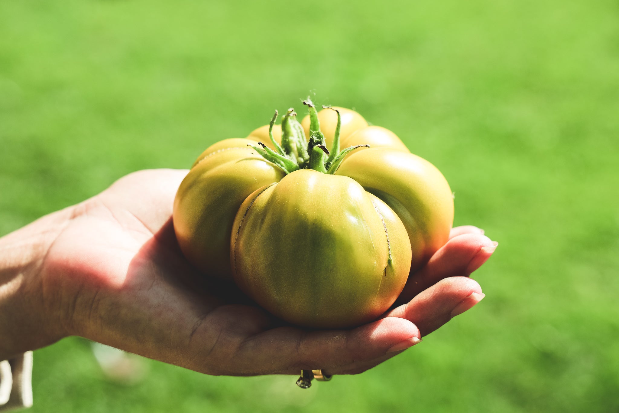 Dit wil je weten over tomaten!