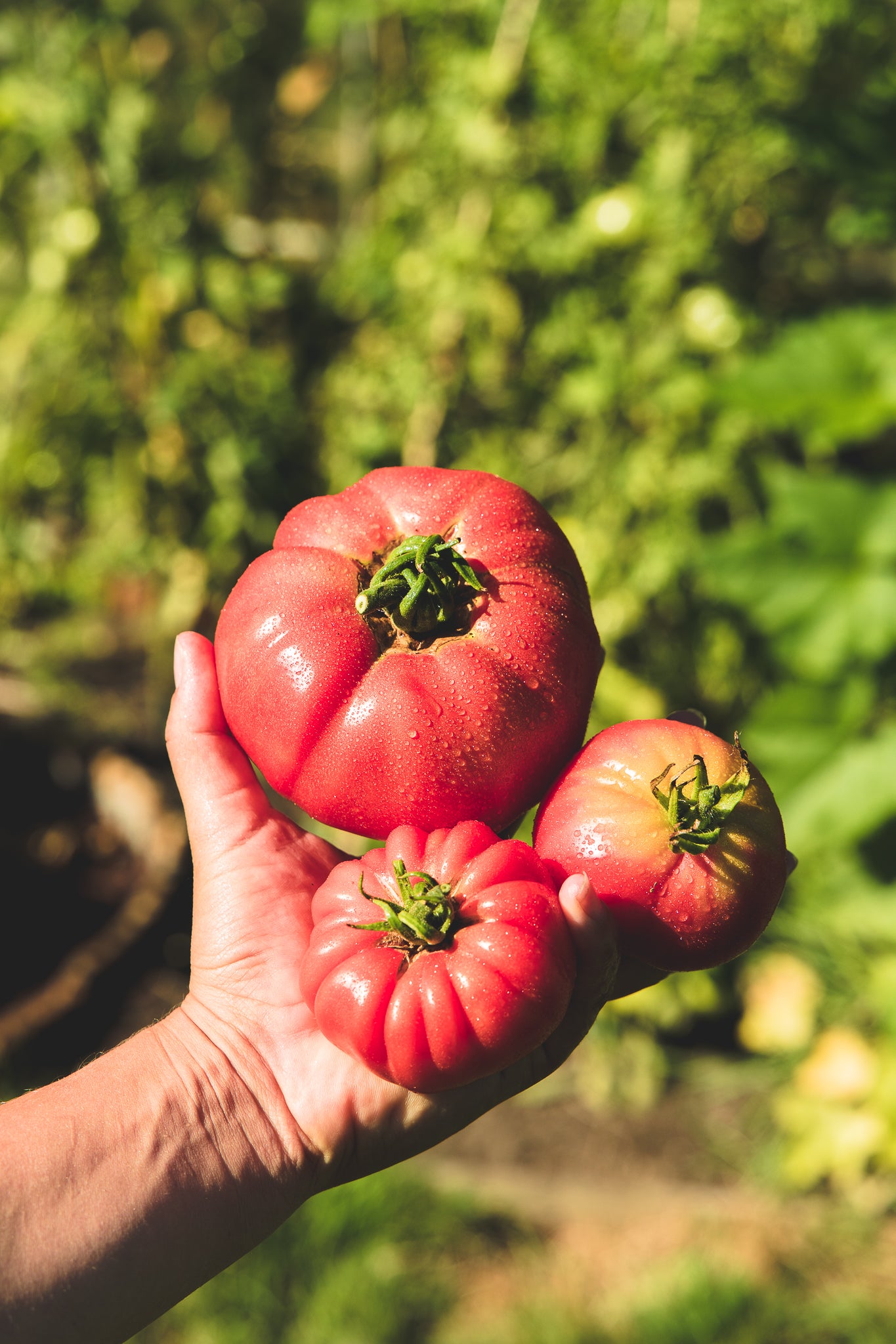 Hand tomaten