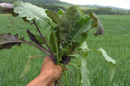 Abessinischer Kohl Gomenzer (äthiopischer Senf) Bio-Samen