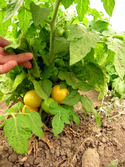 Bio-Samen der Tomate Tigerette Cherry