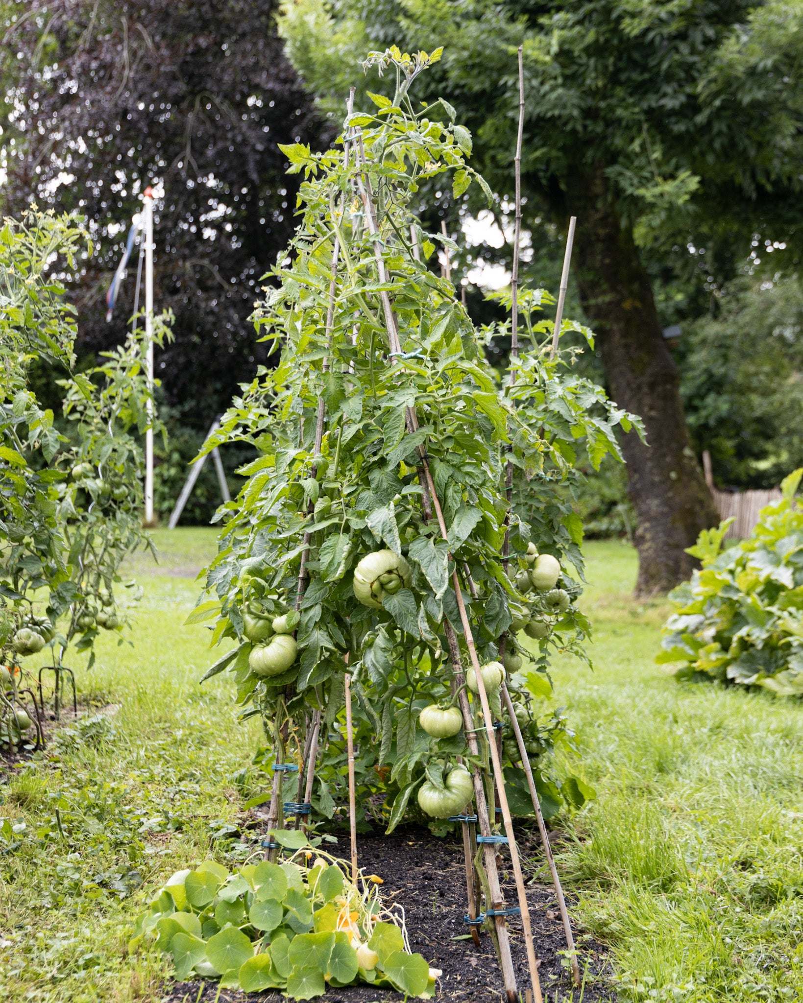 Garten Basic 50 m2