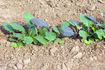 Abessinischer Kohl Gomenzer (äthiopischer Senf) Bio-Samen