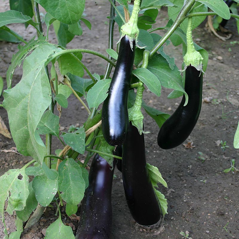 Aubergine Aubergine 'Violetta Lunga 3 Bio