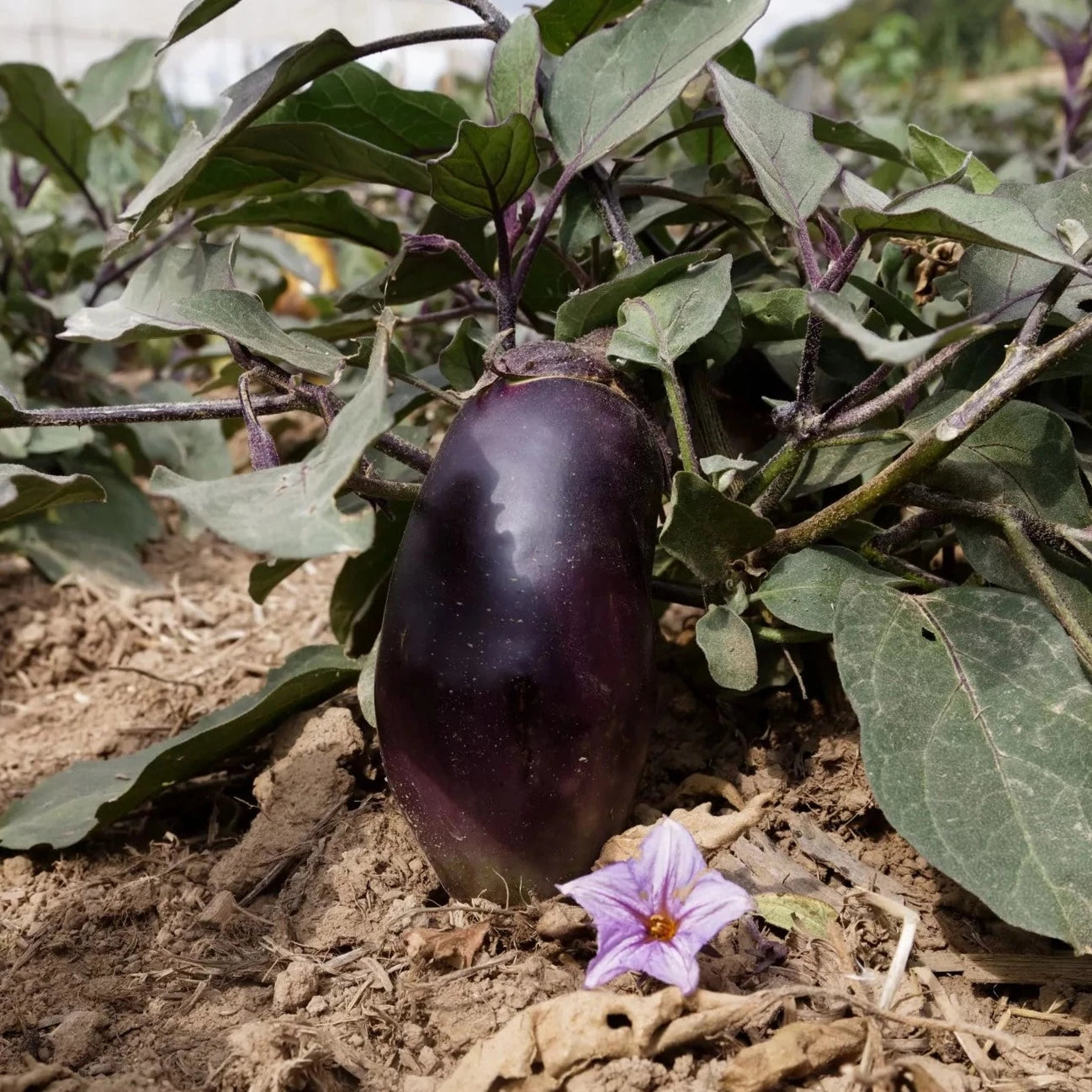 Aubergine Blue Queen Bio-Samen