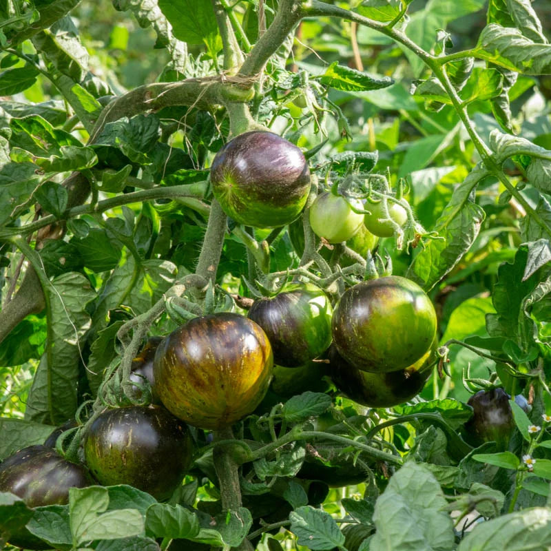 Indigo-Tomaten-Blau-Grün-Zebra