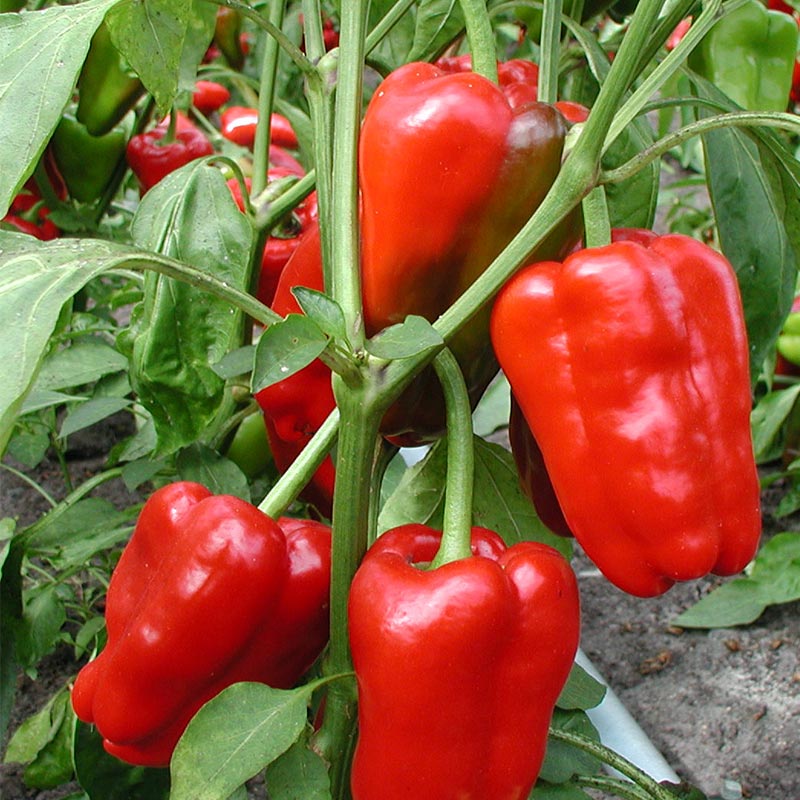 Paprika 'Jubilandska' Bio