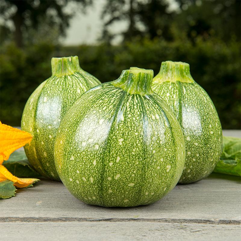 Zwiebelzucchini 'Ola Redonda' Bio