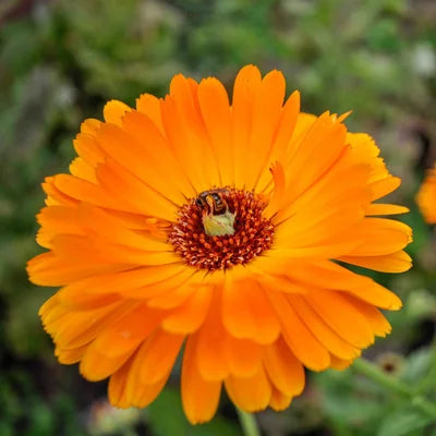 Ringelblume/Calendula Officinalis