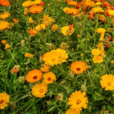 Ringelblume/Calendula Officinalis