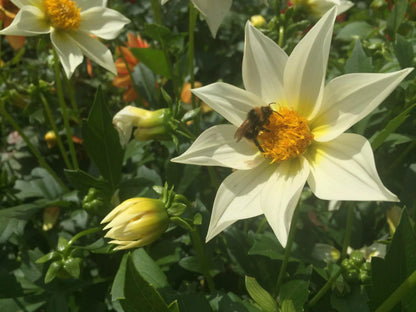 Eetbare dahlia's Mignon biologische zaden