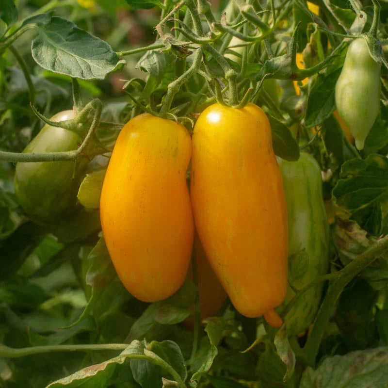 Gelbe Tomaten-Bananen-Beine