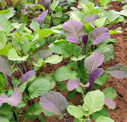 Abessinischer Kohl Gomenzer (äthiopischer Senf) Bio-Samen