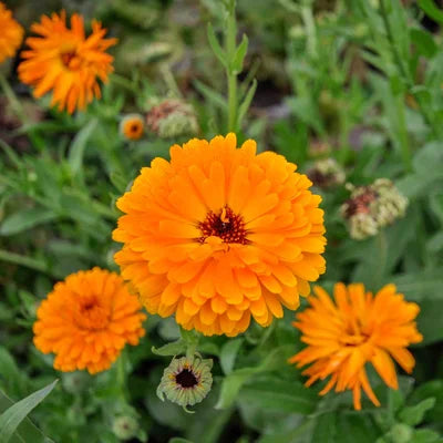 Ringelblume/Calendula Officinalis