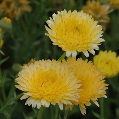 Ringelblumen-Zitronen-Pastell