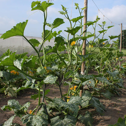 Kletterzucchini 'Ola Escaladora' Bio