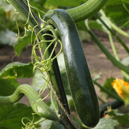 Kletterzucchini 'Ola Escaladora' Bio