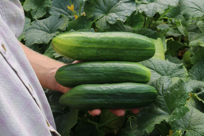 Bio-Gurkensamen im Topf 