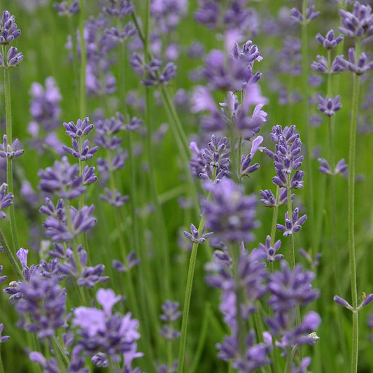 Lavendel Biologisch