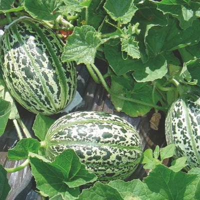 Melone Lunéville Bio