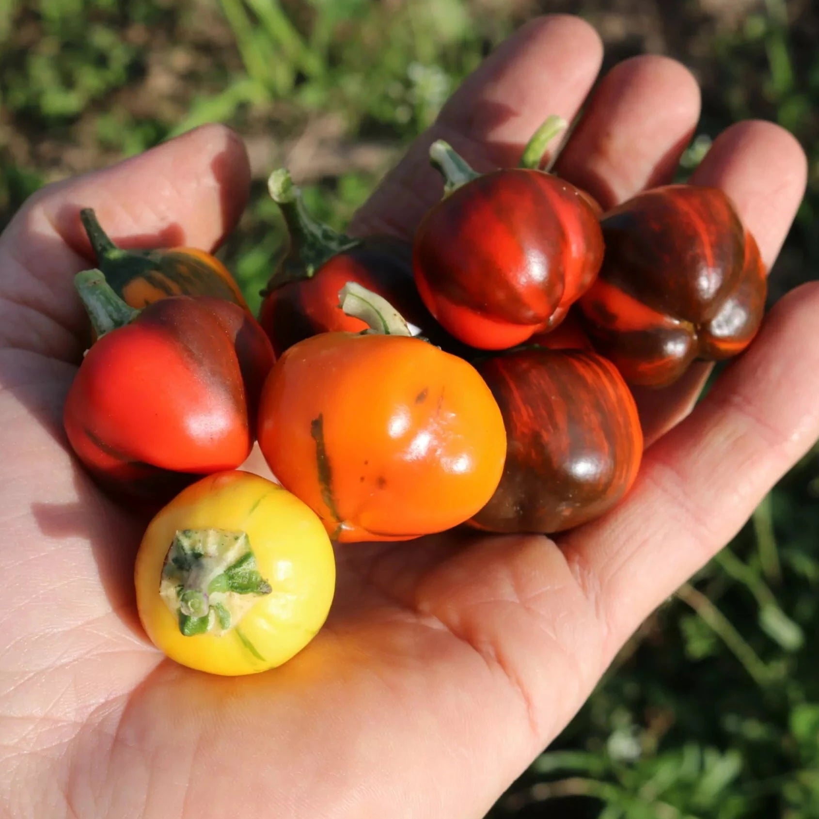 Paprika Madame Paraplü Bio-Samen