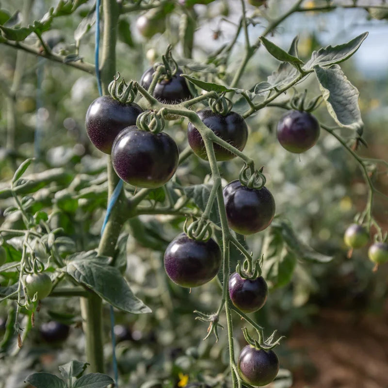 Tomaten-Mitternachtsauswahl