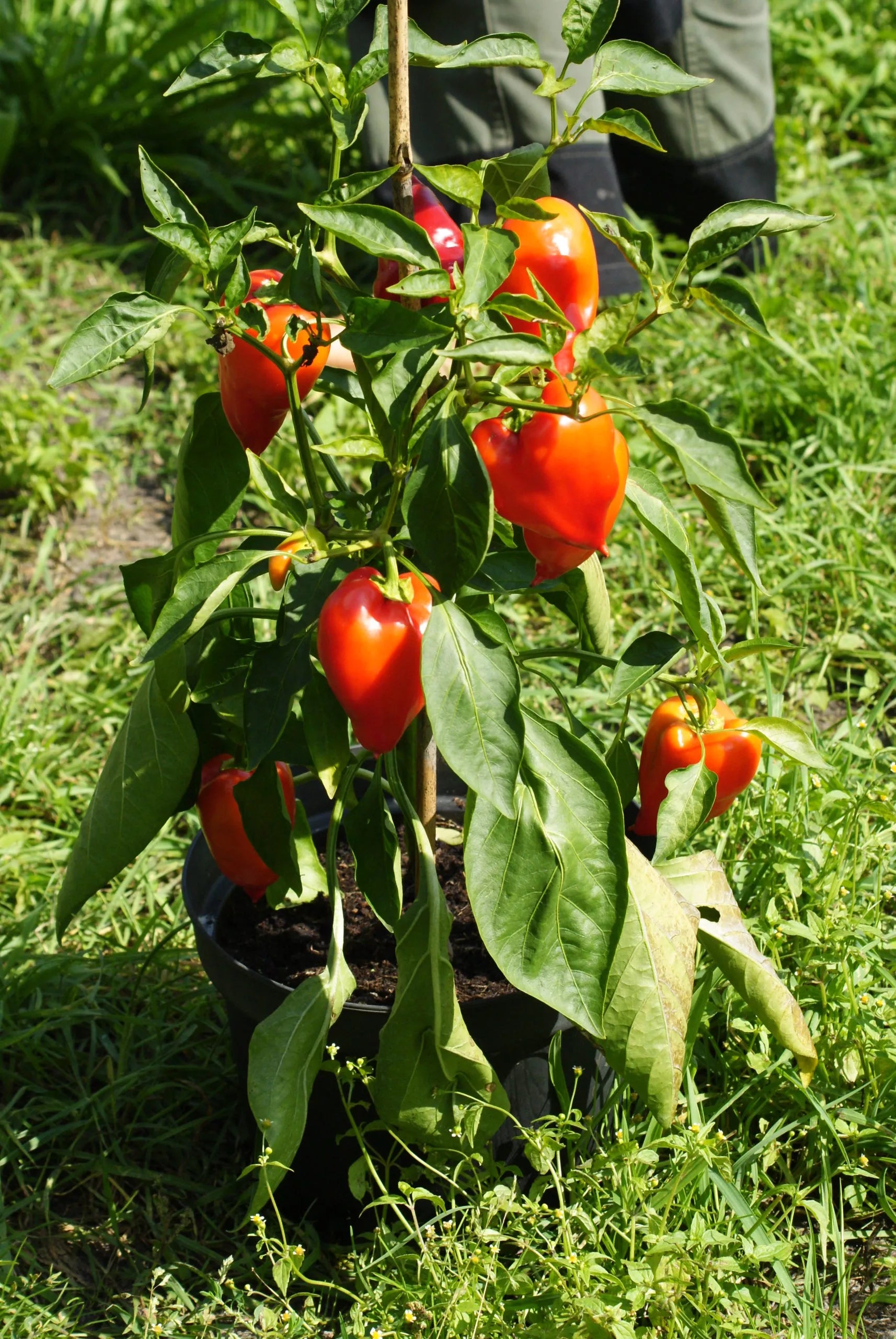 Paprika Roter Augsburger Bio-Samen