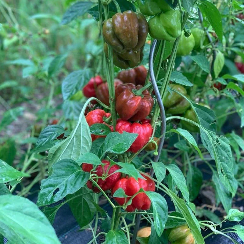 Rote Paprika Ampuis