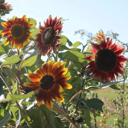 Rote Bio-Sonnenblumensamen