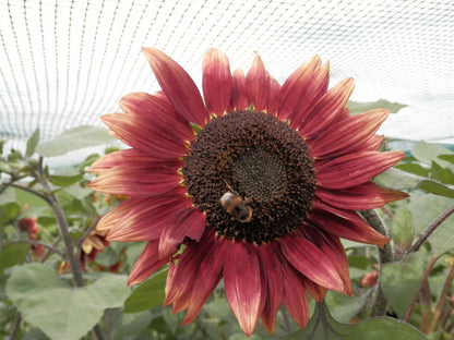 Rote Bio-Sonnenblumensamen