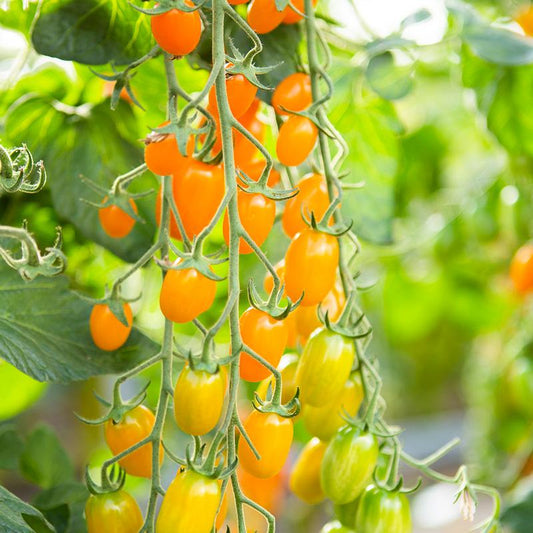 Snacktomaat 'Ormato' Biologisch