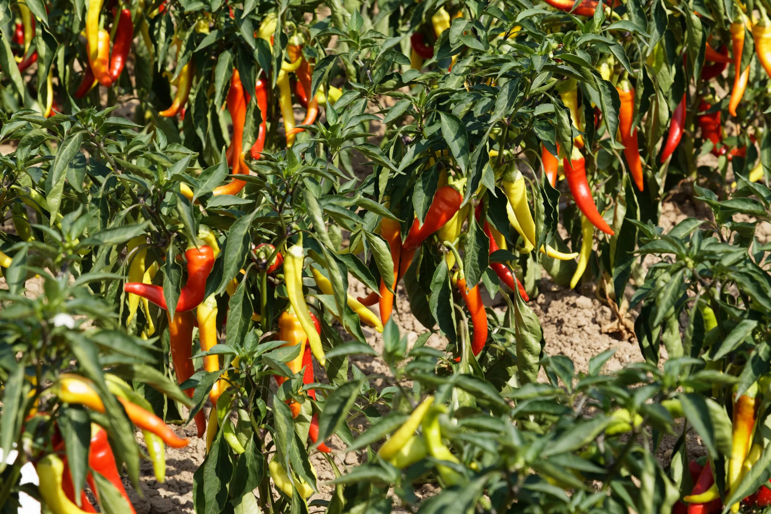 Bio-Paprika-Süßbananen-Samen