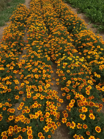 Bio-Samen von Tagetes Kolibri (Tagetes). 