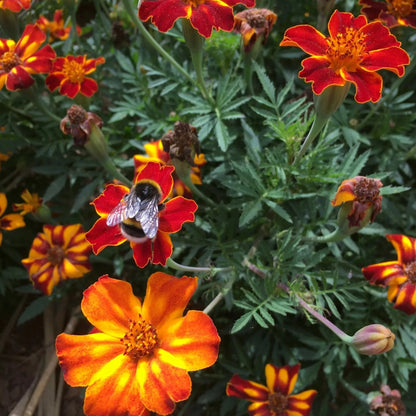 Bio-Samen von Tagetes Kolibri (Tagetes). 