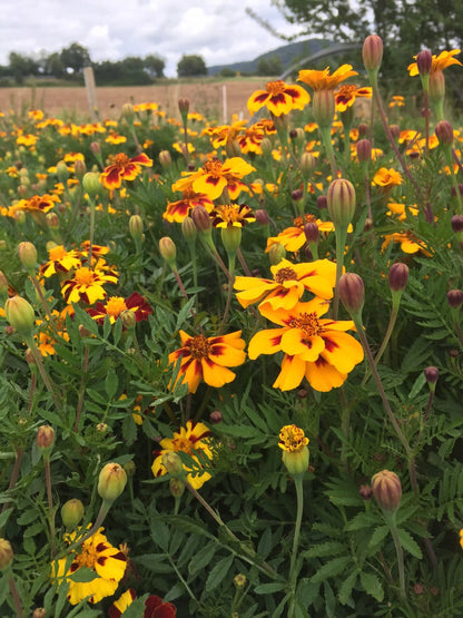 Bio-Samen von Tagetes Kolibri (Tagetes). 