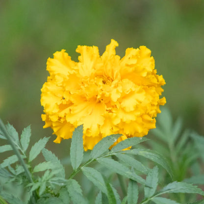 Tagetes Jack's Crackers Mix (Ringelblumen) 