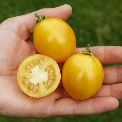 Bio-Samen der Tomate Tigerette Cherry