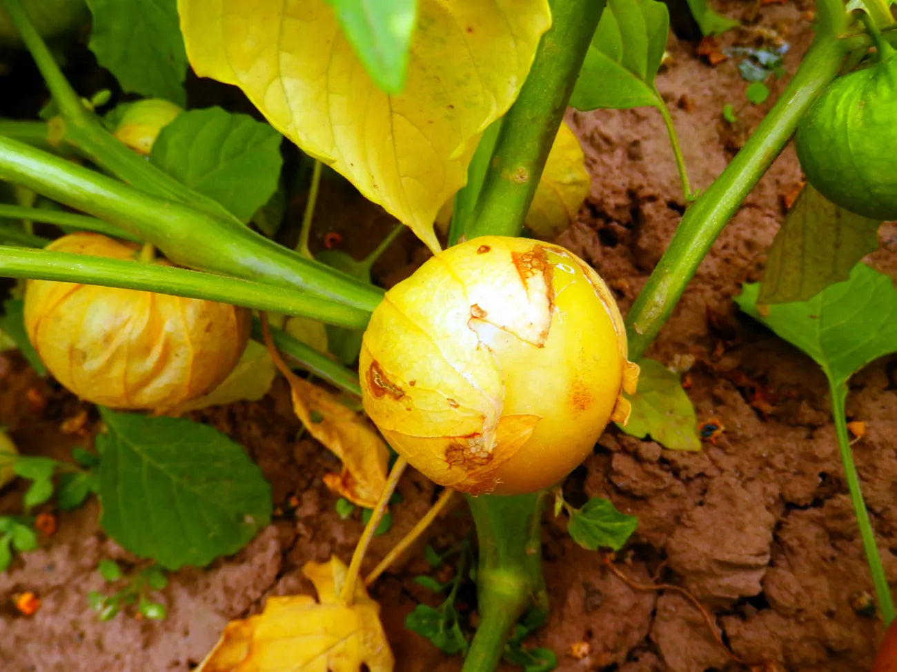 Tomatillo Aurora 