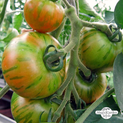 Tomaten-Tigerella-Samen Bio 