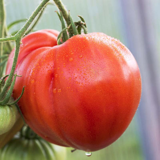 Vleestomaat 'Coeur de Boeuf'  Biologisch