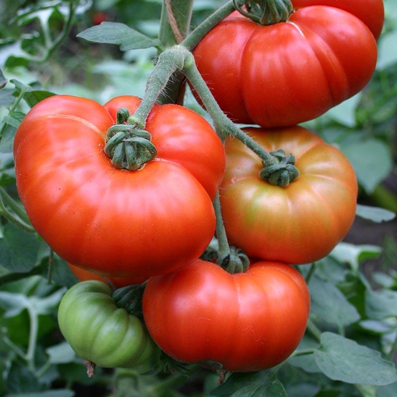 Fleischtomate 'Marmande' Bio