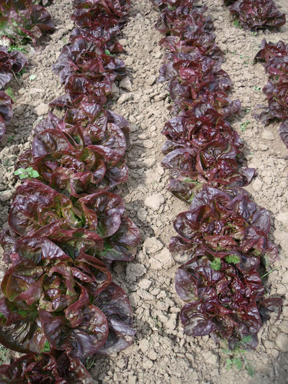 Wintersalat Roter Butterkopf (Maribor) Bio-Samen