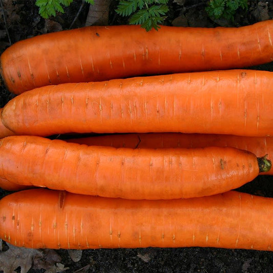 Winterwortel Flakkee 2 Biologisch