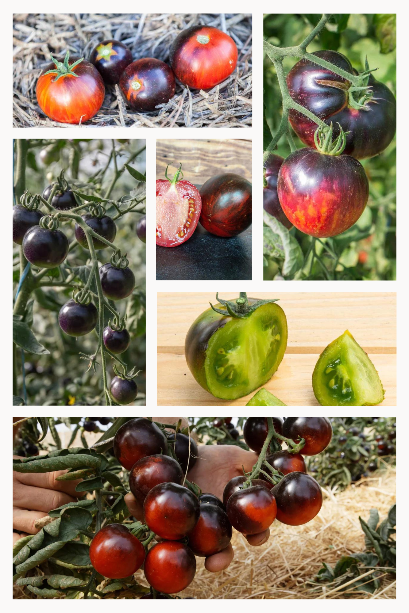 Bio-Samenset für schwarze Tomatenmischung