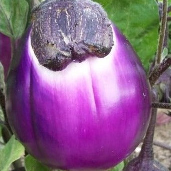 Aubergine Rotonda bianca sfumata di rosa Samen Bio 