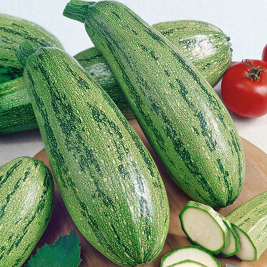 Zucchini-Caserta-Samen Bio