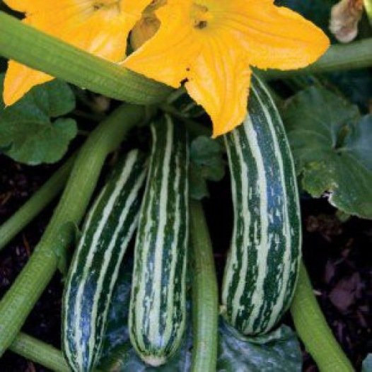 Zucchini-Samen Cocozelle de Tripolis aus biologischem Anbau