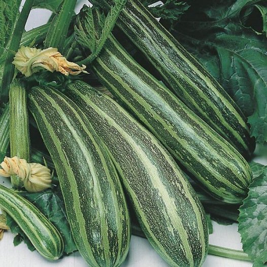 Zucchini-Samen Cocozelle de Tripolis aus biologischem Anbau